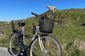 Bike alone road on Kvitsøy. Green landscape and sheep in the bakground.